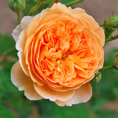 Margaret Rose Seedlings Flower Seeds Perennial Growing Bonsai Corms Tubers Potted Planting Reblooming Fragrant Garden Roots Rhizomes Species Blooms Plant Bulbs Gardening Tree