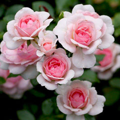 Lavie Mayan Rose Seedlings Flower Seeds Perennial Growing Bonsai Corms Tubers Potted Planting Reblooming Fragrant Garden Roots Rhizomes Species Blooms Plant Bulbs Gardening Tree - Seedsplant
