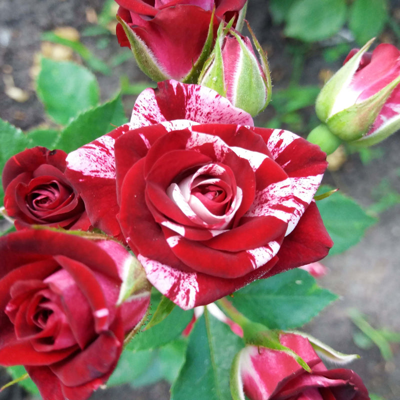 Knight Rose Plant Seedlings Flower Seeds Perennial Growing Bonsai Corms Tubers Potted Planting Reblooming Fragrant Garden Roots Rhizomes Species Blooms Bulbs Gardening Tree