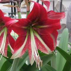 Ruby Star Amaryllis Hippeastrum Blooms Species Growing Bonsai Bulbs Roots Rhizomes Corms Tubers Potted Planting Reblooming Fragrant Garden Flower Seeds Plant  Size 12-16cm