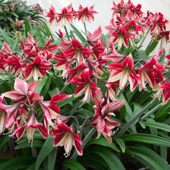 Ruby Star Amaryllis Hippeastrum Blooms Species Growing Bonsai Bulbs Roots Rhizomes Corms Tubers Potted Planting Reblooming Fragrant Garden Flower Seeds Plant  Size 12-16cm