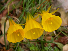 Mini Daffodil bulbocodium Golden Bells Narcissus Bulbs Blooms Species Growing Bonsai Roots Rhizomes Corms Tubers Potted Planting Reblooming Fragrant Garden Flower Seeds Plant - Seedsplant