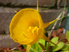 Mini Daffodil bulbocodium Golden Bells Narcissus Bulbs Blooms Species Growing Bonsai Roots Rhizomes Corms Tubers Potted Planting Reblooming Fragrant Garden Flower Seeds Plant - Seedsplant