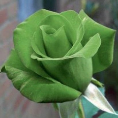 Green Bush Rose Seedlings Flower Seeds Perennial Growing Bonsai Corms Tubers Potted Planting Reblooming Fragrant Garden Roots Rhizomes Species Blooms Plant Bulbs Gardening Tree