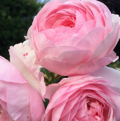 Society Rare Blue Rose Seedlings Flower Seeds Perennial Growing Bonsai Corms Tubers Potted Planting Reblooming Fragrant Garden Roots Rhizomes Species Blooms Plant Bulbs Gardening Tree