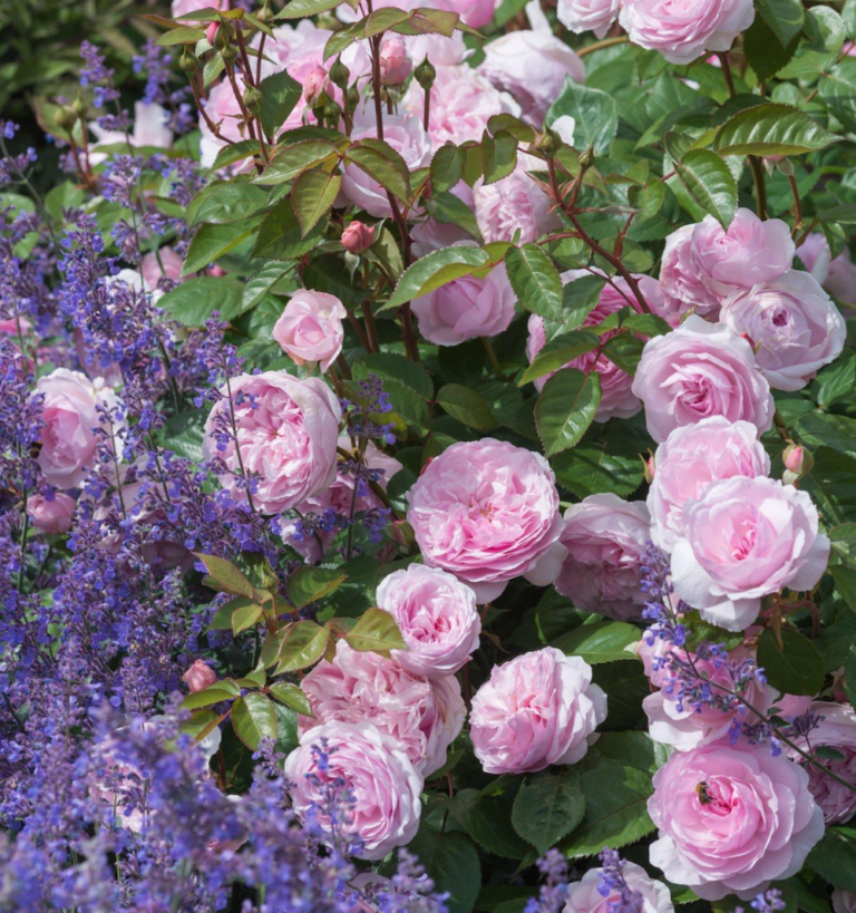 Hardy Climbing Rose Seedlings Flower Seeds Perennial Growing Bonsai Corms Tubers Potted Planting Reblooming Fragrant Garden Roots Rhizomes Species Blooms Plant Bulbs Gardening Tree