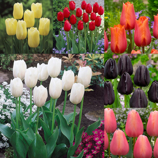 Single Late Collection Tulip Bulbs Blooms Species Growing Bonsai Roots Rhizomes Corms Tubers Potted Planting Reblooming Fragrant Garden Flower Seeds Plant