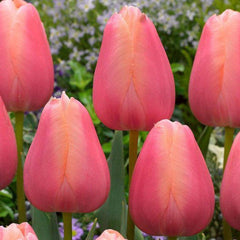 Single Late Collection Tulip Bulbs Blooms Species Growing Bonsai Roots Rhizomes Corms Tubers Potted Planting Reblooming Fragrant Garden Flower Seeds Plant