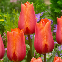 Single Late Collection Tulip Bulbs Blooms Species Growing Bonsai Roots Rhizomes Corms Tubers Potted Planting Reblooming Fragrant Garden Flower Seeds Plant