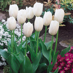 Single Late Collection Tulip Bulbs Blooms Species Growing Bonsai Roots Rhizomes Corms Tubers Potted Planting Reblooming Fragrant Garden Flower Seeds Plant