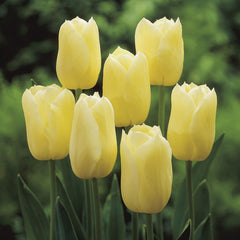 Single Late Collection Tulip Bulbs Blooms Species Growing Bonsai Roots Rhizomes Corms Tubers Potted Planting Reblooming Fragrant Garden Flower Seeds Plant