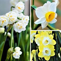 Narcissus Southern Cal Winter Flowering Daffodil Bulbs Blooms Species Growing Bonsai Roots Rhizomes Corms Tubers Potted Planting Reblooming Fragrant Garden Flower Seeds Plant