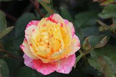 Camille Rose Seedlings Flower Seeds Perennial Growing Bonsai Corms Tubers Potted Planting Reblooming Fragrant Garden Roots Rhizomes Species Blooms Plant Bulbs Gardening Tree