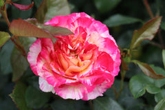 Camille Rose Seedlings Flower Seeds Perennial Growing Bonsai Corms Tubers Potted Planting Reblooming Fragrant Garden Roots Rhizomes Species Blooms Plant Bulbs Gardening Tree