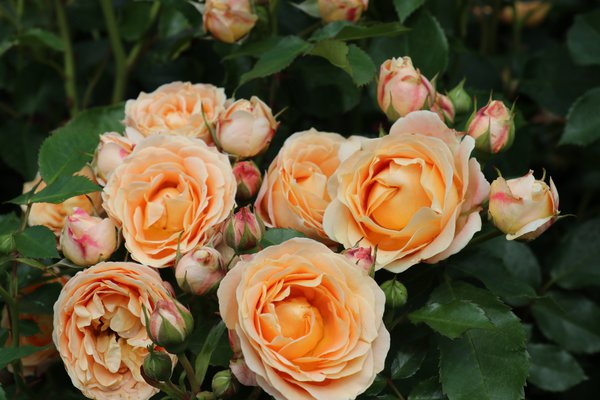 Dolce Rose Seedlings Flower Seeds Perennial Growing Bonsai Corms Tubers Potted Planting Reblooming Fragrant Garden Roots Rhizomes Species Blooms Plant Bulbs Gardening Tree - Seedsplant