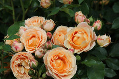 Dolce Rose Seedlings Flower Seeds Perennial Growing Bonsai Corms Tubers Potted Planting Reblooming Fragrant Garden Roots Rhizomes Species Blooms Plant Bulbs Gardening Tree - Seedsplant