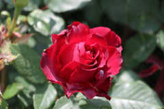 Heinz Rose Seedlings Flower Seeds Perennial Growing Bonsai Corms Tubers Potted Planting Reblooming Fragrant Garden Roots Rhizomes Species Blooms Plant Bulbs Gardening Tree