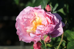 Louis Rose Seedlings Flower Seeds Perennial Growing Bonsai Corms Tubers Potted Planting Reblooming Fragrant Garden Roots Rhizomes Species Blooms Plant Bulbs Gardening Tree