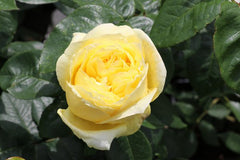 Souvenir Rose Seedlings Flower Seeds Perennial Growing Bonsai Corms Tubers Potted Planting Reblooming Fragrant Garden Roots Rhizomes Species Blooms Plant Bulbs Gardening Tree - Seedsplant
