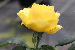 Souvenir Rose Seedlings Flower Seeds Perennial Growing Bonsai Corms Tubers Potted Planting Reblooming Fragrant Garden Roots Rhizomes Species Blooms Plant Bulbs Gardening Tree - Seedsplant
