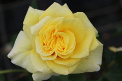 Souvenir Rose Seedlings Flower Seeds Perennial Growing Bonsai Corms Tubers Potted Planting Reblooming Fragrant Garden Roots Rhizomes Species Blooms Plant Bulbs Gardening Tree - Seedsplant