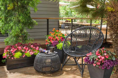 Charmed Wine Sorrel Oxalis Bulbs Wood Shamrock Perennial Growing Bonsai Roots Rhizomes Corms Tubers Potted Planting Reblooming Fragrant Garden Species Blooms Flower Seeds Plant Gardening