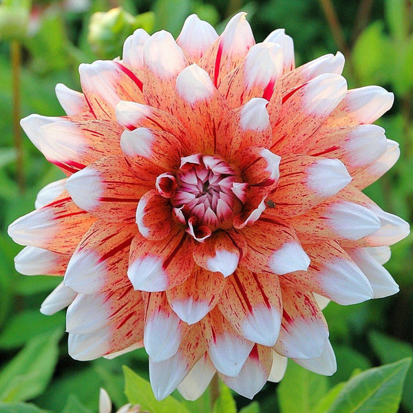 Dahlia Striped Duet Bulbs Perennial Growing Bonsai Roots Rhizomes Corms Tubers Potted Planting Reblooming Fragrant Garden Species Blooms Flower Seeds Plant Gardening