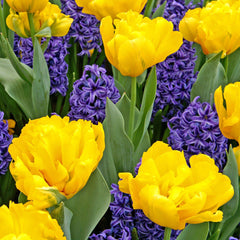 Sunny Day Blend - Tulip Bulbs & Hyacinth Blend Blooms Species Growing Bonsai Roots Rhizomes Corms Tubers Potted Planting Reblooming Fragrant Garden Flower Seeds Plant