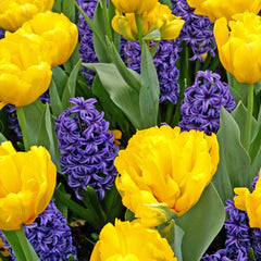 Sunny Day Blend Hyacinth Blend Bulbs Blooms Species Growing Bonsai Roots Rhizomes Corms Tubers Potted Planting Reblooming Fragrant Garden Flower Seeds Plant Gardening - Seedsplant