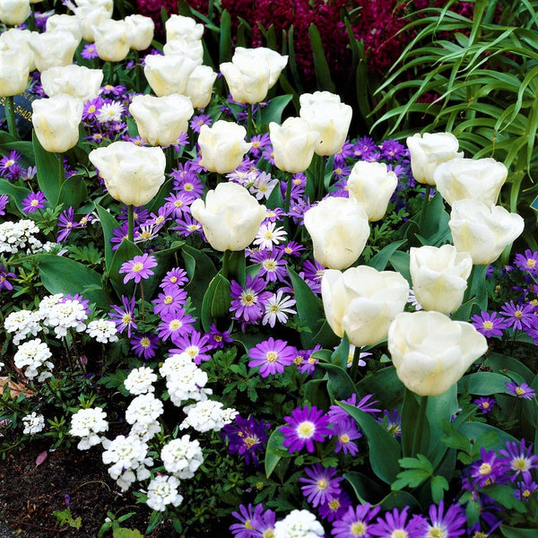 Sweet & Elegant Blend - Anemone & Tulip Bulbs Blooms Species Growing Bonsai Roots Rhizomes Corms Tubers Potted Planting Reblooming Fragrant Garden Flower Seeds Plant