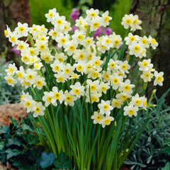 Tazetta Collection Daffodil Bulbs Blooms Species Growing Bonsai Roots Rhizomes Corms Tubers Potted Planting Reblooming Fragrant Garden Flower Seeds Plant