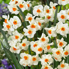 Tazetta Collection Daffodil Bulbs Blooms Species Growing Bonsai Roots Rhizomes Corms Tubers Potted Planting Reblooming Fragrant Garden Flower Seeds Plant