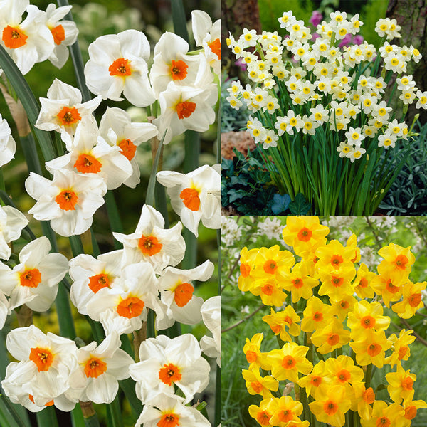 Tazetta Collection Daffodil Bulbs Blooms Species Growing Bonsai Roots Rhizomes Corms Tubers Potted Planting Reblooming Fragrant Garden Flower Seeds Plant