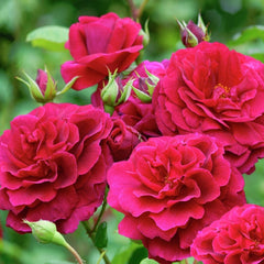 Tess Rose Plant Seedlings Flower Seeds Perennial Growing Bonsai Corms Tubers Potted Planting Reblooming Fragrant Garden Roots Rhizomes Species Blooms Bulbs Gardening Tree