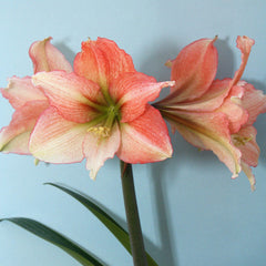 Tinkerbell Amaryllis Hippeastrum Blooms Species Growing Bonsai Bulbs Roots Rhizomes Corms Tubers Potted Planting Reblooming Fragrant Garden Flower Seeds Plant  Size 12-16cm