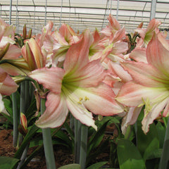 Tinkerbell Amaryllis Hippeastrum Blooms Species Growing Bonsai Bulbs Roots Rhizomes Corms Tubers Potted Planting Reblooming Fragrant Garden Flower Seeds Plant  Size 12-16cm