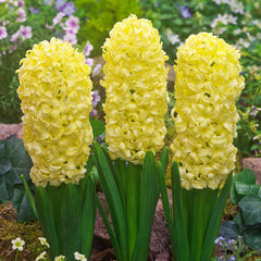 Top Size Hyacinth Collection Bulbs Blooms Species Growing Bonsai Roots Rhizomes Corms Tubers Potted Planting Reblooming Fragrant Garden Flower Seeds Plant Gardening