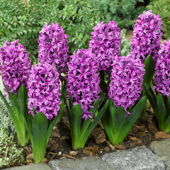 Top Size Hyacinth Collection Bulbs Blooms Species Growing Bonsai Roots Rhizomes Corms Tubers Potted Planting Reblooming Fragrant Garden Flower Seeds Plant Gardening