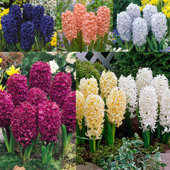 Top Size Hyacinths  Bulbs Blooms Species Growing Bonsai Roots Rhizomes Corms Tubers Potted Planting Reblooming Fragrant Garden Flower Seeds Plant Gardening