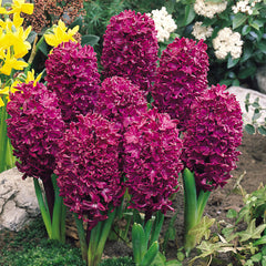 Top Size Hyacinths  Bulbs Blooms Species Growing Bonsai Roots Rhizomes Corms Tubers Potted Planting Reblooming Fragrant Garden Flower Seeds Plant Gardening
