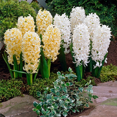 Top Size Hyacinths  Bulbs Blooms Species Growing Bonsai Roots Rhizomes Corms Tubers Potted Planting Reblooming Fragrant Garden Flower Seeds Plant Gardening