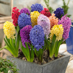 Top Size Hyacinths Mixed Bulbs Blooms Species Growing Bonsai Roots Rhizomes Corms Tubers Potted Planting Reblooming Fragrant Garden Flower Seeds Plant Gardening - Seedsplant