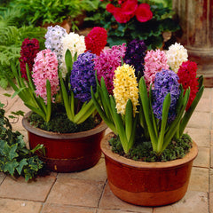 Top Size Hyacinths Mixed Bulbs Blooms Species Growing Bonsai Roots Rhizomes Corms Tubers Potted Planting Reblooming Fragrant Garden Flower Seeds Plant Gardening - Seedsplant