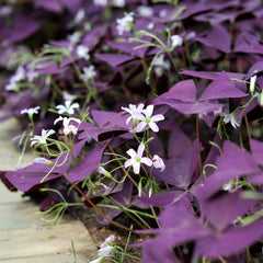 Seedsplant AA001 Oxalis Bulbs Wood Sorrel Shamrock Perennial Growing Bonsai Roots Rhizomes Corms Tubers Potted Planting Reblooming Fragrant Garden Species Blooms Flower Seeds Plant Gardening