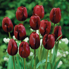 Triumph Tulip Collection Bulbs Blooms Species Growing Bonsai Roots Rhizomes Corms Tubers Potted Planting Reblooming Fragrant Garden Flower Seeds Plant