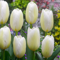 Triumph Tulip Collection Bulbs Blooms Species Growing Bonsai Roots Rhizomes Corms Tubers Potted Planting Reblooming Fragrant Garden Flower Seeds Plant