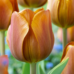 Triumph Tulip Collection Bulbs Blooms Species Growing Bonsai Roots Rhizomes Corms Tubers Potted Planting Reblooming Fragrant Garden Flower Seeds Plant