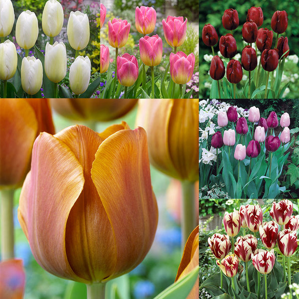 Triumph Tulip Collection Bulbs Blooms Species Growing Bonsai Roots Rhizomes Corms Tubers Potted Planting Reblooming Fragrant Garden Flower Seeds Plant