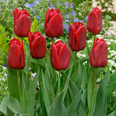 Triumph Tulips Collection Bulbs Blooms Species Growing Bonsai Roots Rhizomes Corms Tubers Potted Planting Reblooming Fragrant Garden Flower Seeds Plant