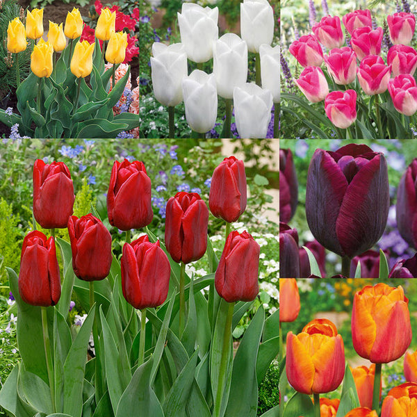 Triumph Tulips Collection Bulbs Blooms Species Growing Bonsai Roots Rhizomes Corms Tubers Potted Planting Reblooming Fragrant Garden Flower Seeds Plant